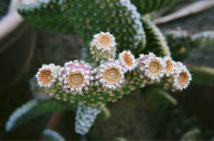 cactusflower